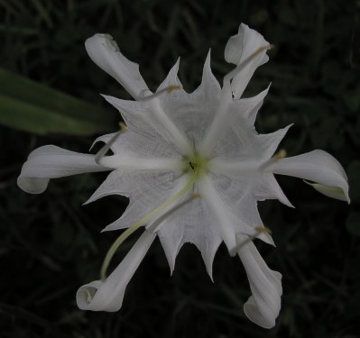 Eine Wiesenblume - Name unbekannt