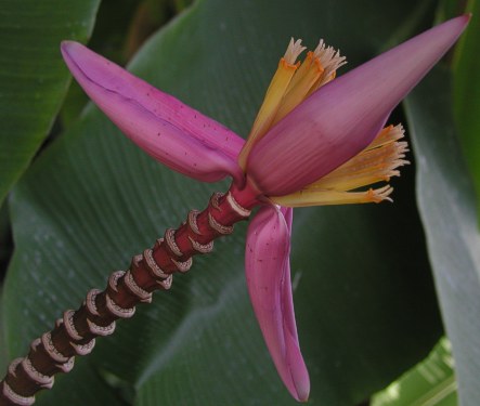 Bananenblüte - in dieser Farbe sehr selten