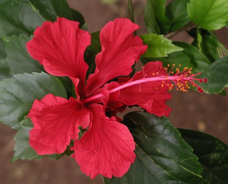 Hibiskus