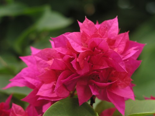 Bougainvillea