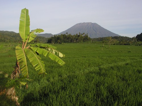 Reisfelder vor dem Gunung Agung