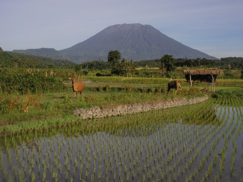 Kühe vor dem Gunung Agung