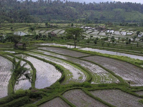 Reisterrassen bei Tirtagangga