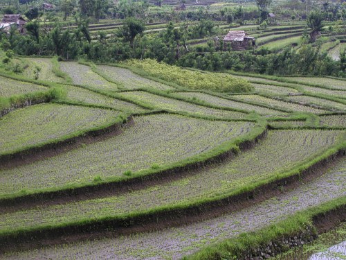 Reisterrassen bei Tirtagangga