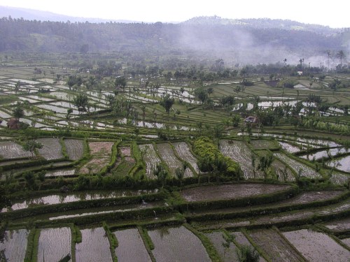 Reisterrassen bei Tirtagangga