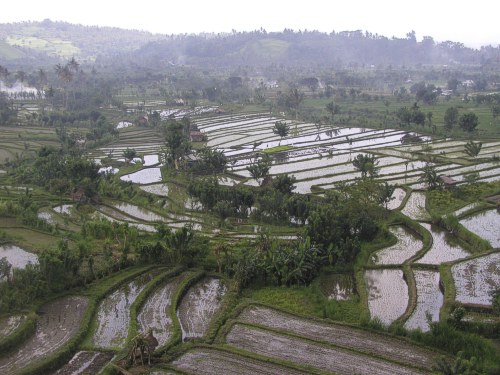 Reisterrassen bei Tirtagangga