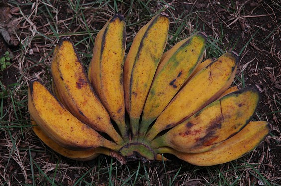 Pisang gedang saba hat ein zähes Fruchtfleisch