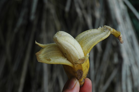 Pisang gedang saba, nicht sehr süß