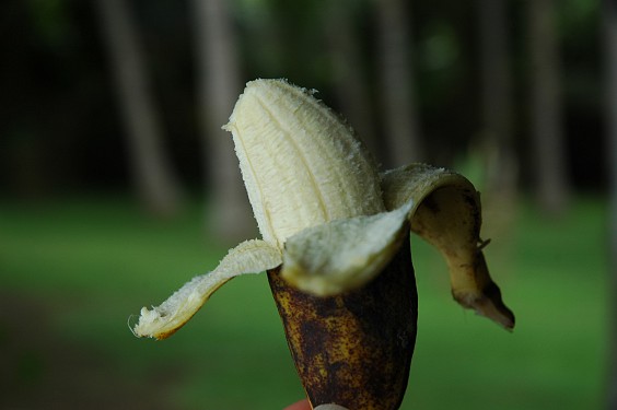 Pisang susu schmecken süß