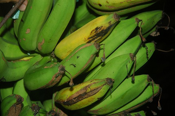 Pisang Mas - Goldbanane