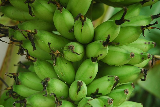 Pisang mas - Goldbanane - hier noch grün