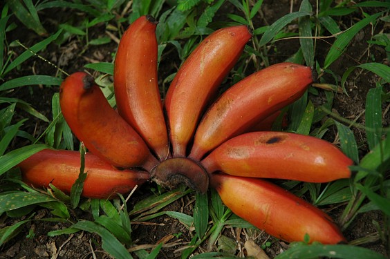 Pisang tembaga