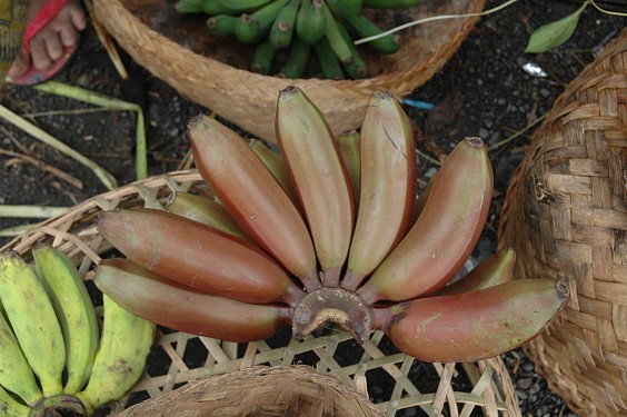 Rote Pisang tembaga auf dem Markt