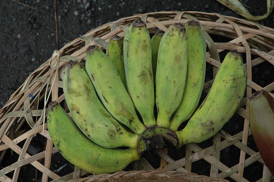 Pisang raja - Königsbanane - noch grün