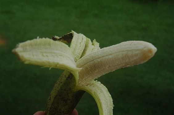 Pisang hijau - schmeckt ähnlich wie amerikanische Bananen