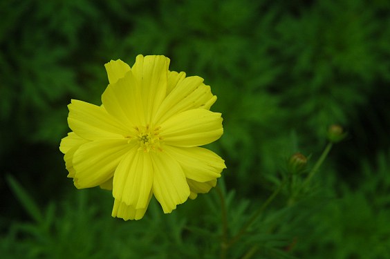 Kennt jemand den Namen dieser Blume?