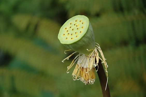 abgeblühte Lotosblume