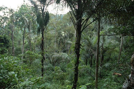 Kulturwald hinter Tenganan