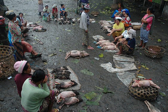 Der Schweinemarkt ist voll in weiblicher Hand