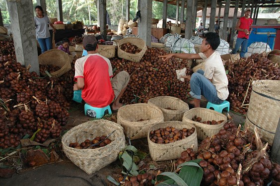 Salak (Schlangenhautfrüchte) haben Hochsaison. Das einige km entfernte Sibetan ist berühmt für die Qualität dieser Früchte