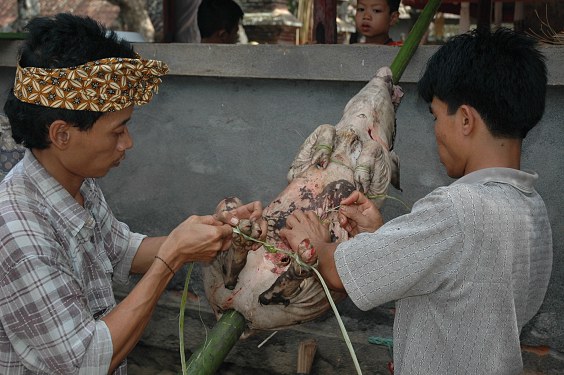 Zum Grillen werden dem Schwein die Beine an den Körper gebunden