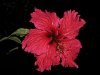 Hibiskus