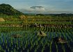 Felder und Gunung Agung im Hintergrund