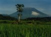 Papayabaum mit Gunung Agung