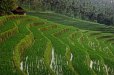 Reisfelder bei Tabanan