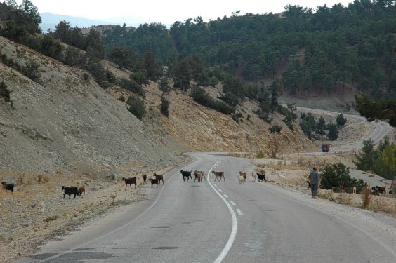 Vorsicht Ziegen! Immer wieder zwingen einen kreuzende Ziegenherden zum Anhalten.
