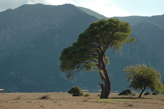 Bizarre B&auml;ume pr&auml;gen den Nordteil des Strandes.