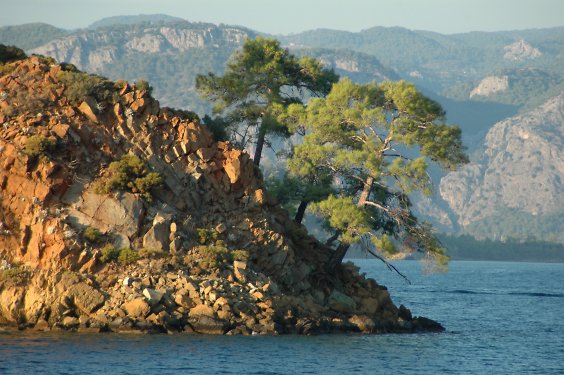 Ein bizarres Pl&auml;tzchen haben sich diese Pinien ausgesucht.