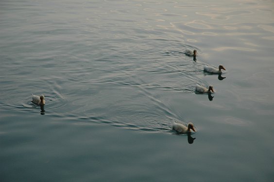 Alle meine Entchen...